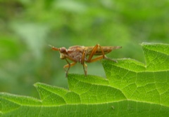 Elgiva solicita