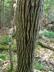 Amelanchier arborea arborea