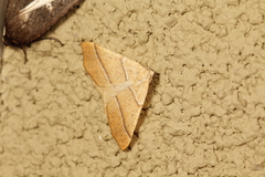 Tetracis jubararia