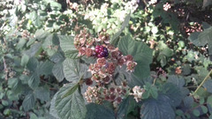 Rubus fruticosus