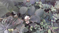 Rubus fruticosus