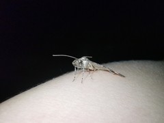 Entephria caesiata