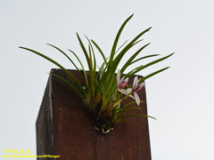 Cymbidium dayanum