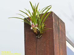 Cymbidium dayanum