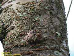 Kurixalus eiffingeri