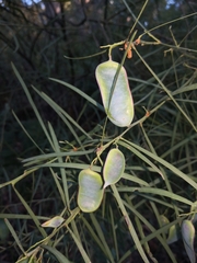 Acacia suaveolens