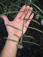 Acacia suaveolens