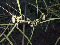Acacia suaveolens