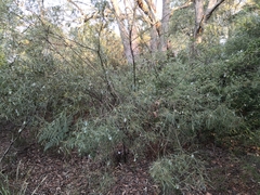 Acacia suaveolens