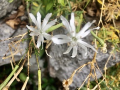 Silene fissipetala