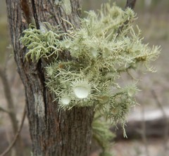 Usnea scabrida