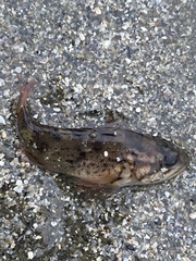 Sebastes rastrelliger