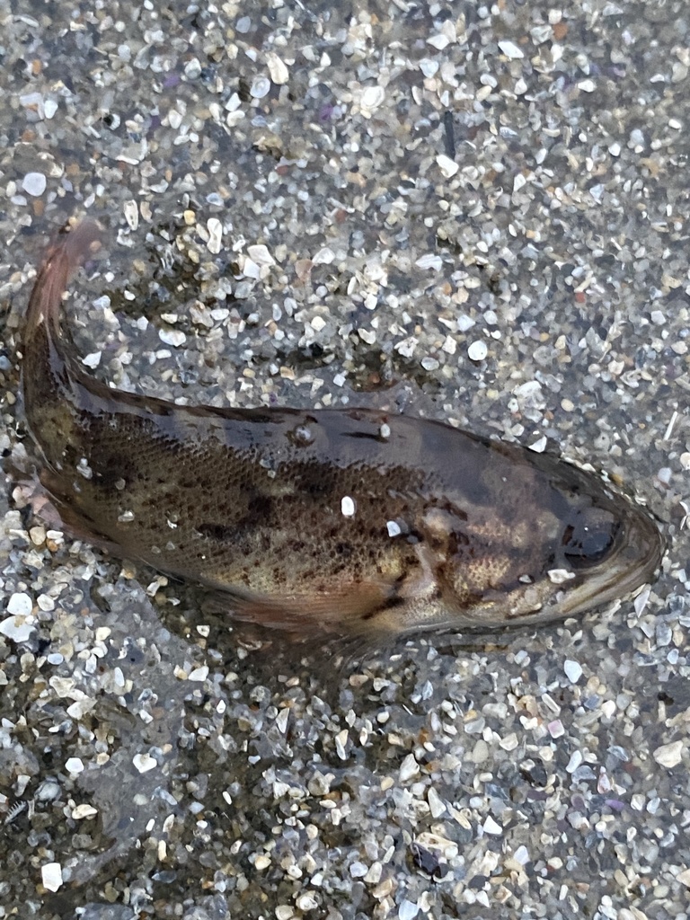 grass rockfish