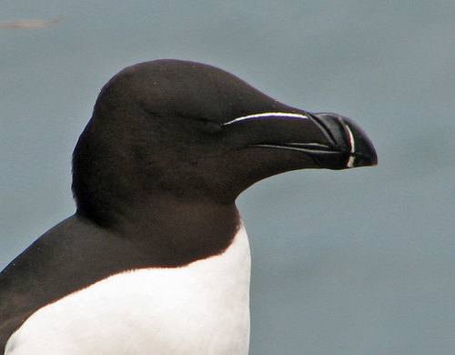 Razorbill