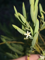 Olax stricta