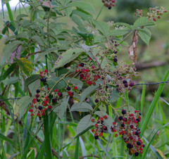Rubus urticifolius