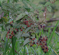 Rubus urticifolius