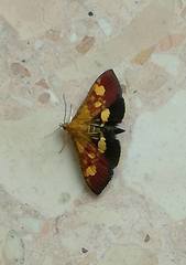 Pyrausta falcatalis