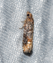 Eucosma ochroterminana