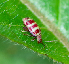 Asphaera quadrifasciata