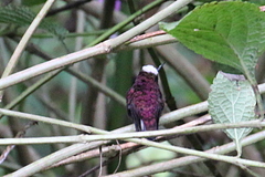 Microchera albocoronata