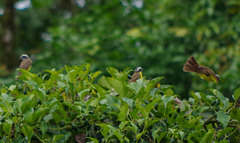 Myiozetetes cayanensis