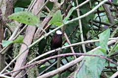 Microchera albocoronata