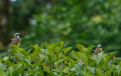 Myiozetetes cayanensis