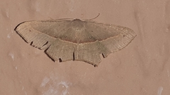 Traminda mundissima