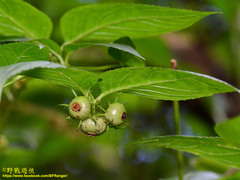 Cyclocodon lancifolius