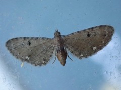 Eupithecia tripunctaria