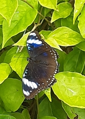 Hypolimnas bolina philippensis