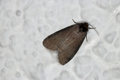 Ochropacha duplaris