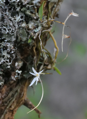 Mystacidium venosum