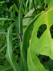 Melanotettix dibelonius