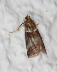 Acrobasis tumidana