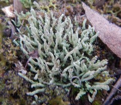 Cladonia rigida
