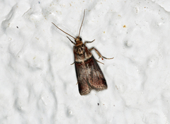 Acrobasis tumidana