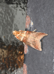 Acrobasis tumidana