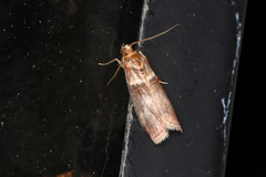 Acrobasis tumidana