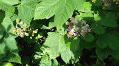 Rubus fruticosus