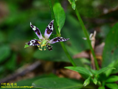 Swertia shintenensis