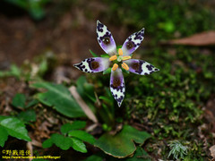 Swertia shintenensis