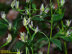 Swertia shintenensis