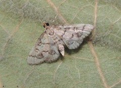 Metasia ophialis