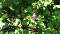 Rubus fruticosus