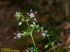 Swertia shintenensis