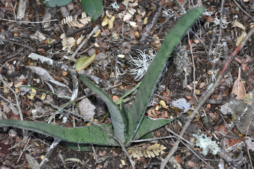 Image of Gasteria acinacifolia by (c) Andrew Gillespie, some rights reserved (CC BY-SA)