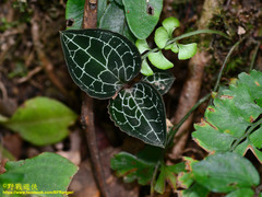 Anoectochilus formosanus