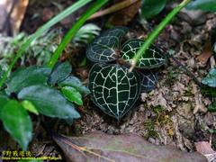 Anoectochilus formosanus